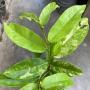 Antidesma sp. variegated