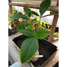 Syngonium auritum 589