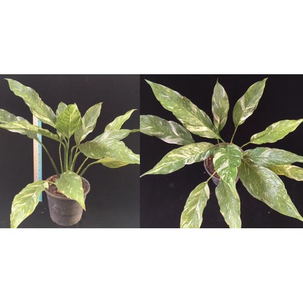 Spathiphyllum Silver Rain.