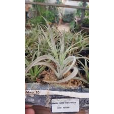 tillandsia capitata