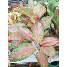 Aglaonema NEW -8 Nalamongkon