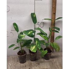 ctenanthe golden 'mosaic' (S) стакан