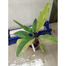 Anthurium variegated sp 3