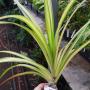Pandanus sanderi 'Yellow ribbon'