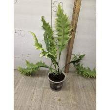 Микросорум сп Африка / Microsorum sp. Africa pot