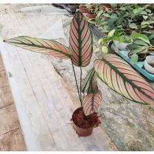 calathea white star