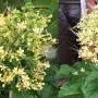 Clerodendrum paniculatum (yellow flower)