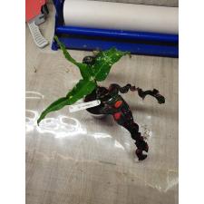 Codiaeum Thaw Tossapin 74