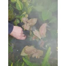 Syngonium Neon Robusta 7 cм горшке