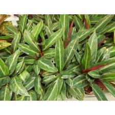 Strom San Magicstar 12 cm pot