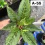 Aglaonema  Lucky green A-55