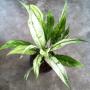 Spatiphyllum New One