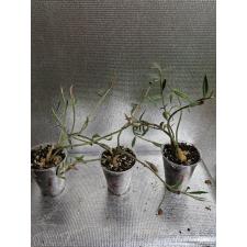 monadenium montanum