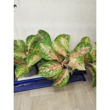 Aglaonema Sompawthong A-49
