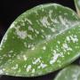 Hoya carnosa 'Stardust'         662