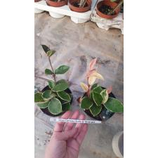 Хойя карноза «Сьюзи Кью» / Hoya carnosa 'Suzie Q'