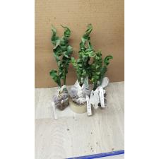 Microsorum punctatum cv. Twisted Dwarf (compact form) 173 по 2200р