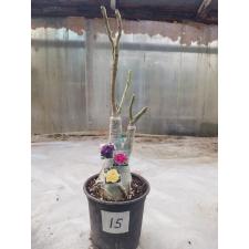 Adenium sp. 15