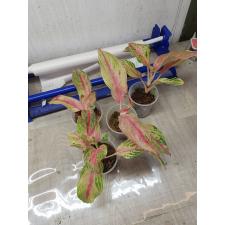 Aglaonema BA-3 Nam Chok стакан