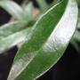 Hoya filiformis         613