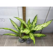 Dieffenbachia sp star bright