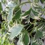 Polyscias fruticosa White Arrow