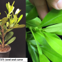 Ficus sp.(T27) (oval and curve margin leaf).