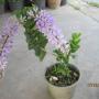 Petrea volubilis (small leaf) 