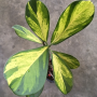 Clusia major variegated (T02)