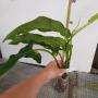 Philodendron angustilobum (T10)