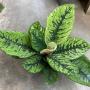 Homalomena wallisii Camouflage.