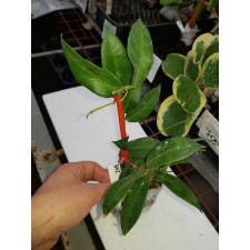 Hoya patella ' Quimson form ' Pink      205