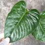 Philodendron melanochrysum x sodiroi