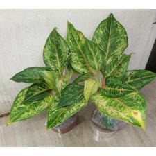 Aglaonema Prakaipet hybrid A-65