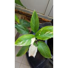 Spathiphyllum Picasso