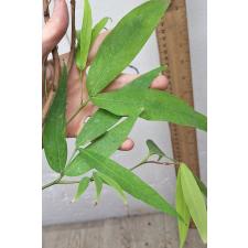 Сарака индика (Ашока) / Saraca indica (Ashoka) 261