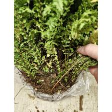 Nephrolepis exaltata cv. Wagneri L