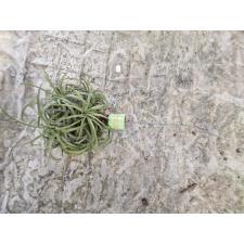 tillandsia ionantha на блоке 1200р