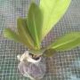Philodendron decurrens