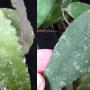 Hoya caudata IML950            50