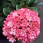Ixora sp.(T38) Bicolor flower (pink and white)(wavy leaf)