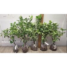 Гардения ангуста варегатная. / Gardenia angusta variegated 117