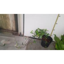 Trachelospermum asiaticum SUMMER SUNSET (P15)