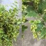 Jasminum multiflorum (white margin)
