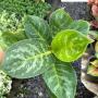 Aglaonema  Toon graw  A-46
