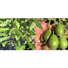 Псилиум литторале Радди / Psidium littorale Raddi