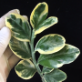 Pedilanthus sp.(white margin) 'Jurassic Park'.