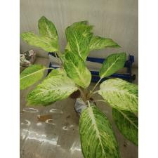 Aglaonema NEW1 Snow white