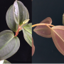 Medinilla sp.(T01) NST.