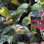 Syngonium erythrophyllum